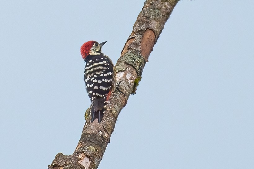 Stripe-breasted Woodpecker - ML334864341