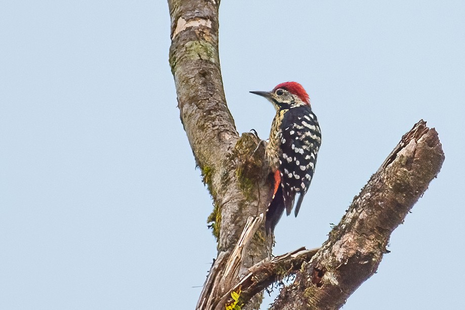 Stripe-breasted Woodpecker - ML334864361
