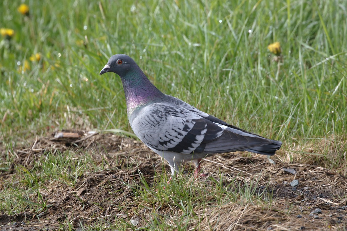 Rock Pigeon (Feral Pigeon) - ML334869231