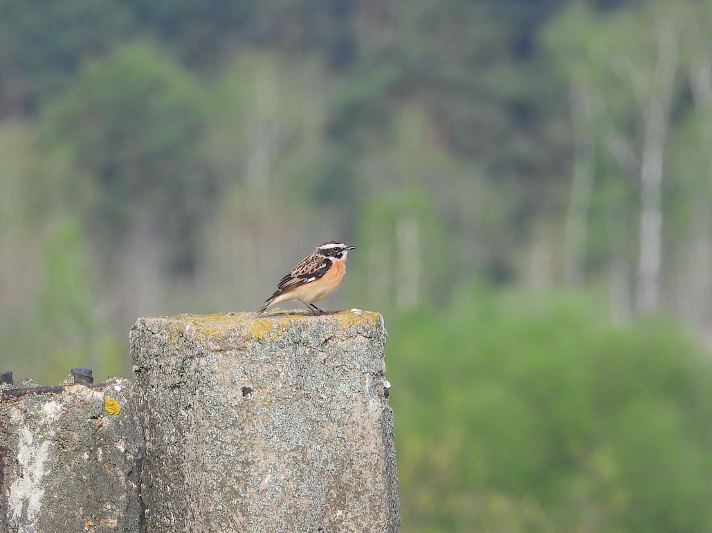 Whinchat - ML334870531