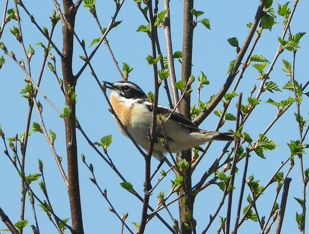 Whinchat - ML334870551