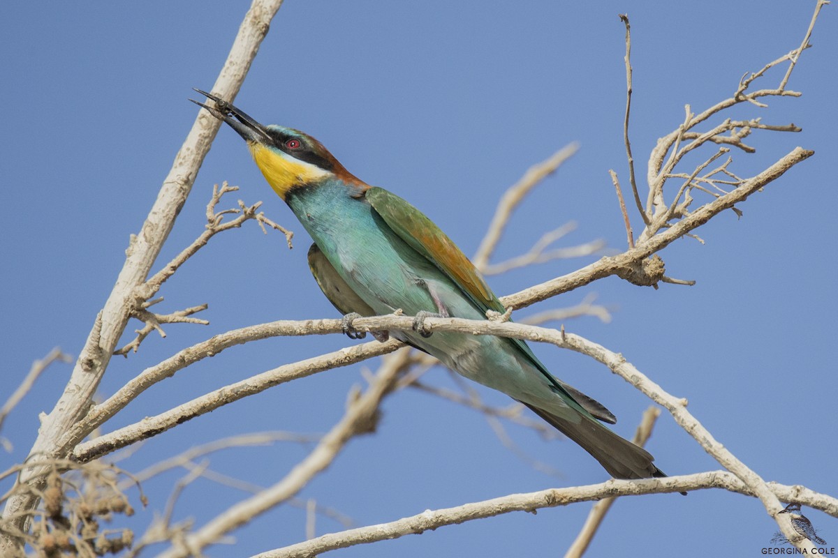 European Bee-eater - ML334872991