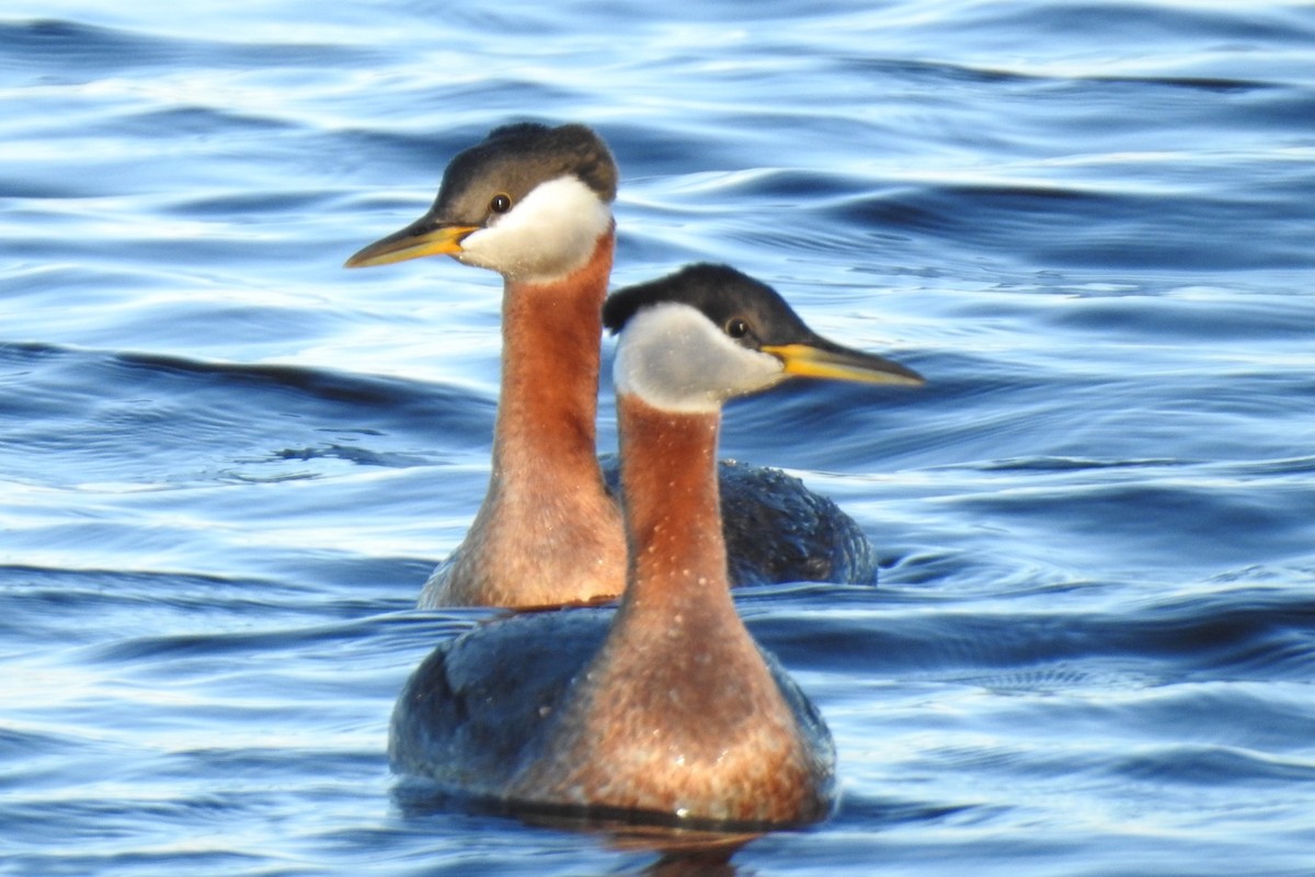 Red-necked Grebe - ML334873341