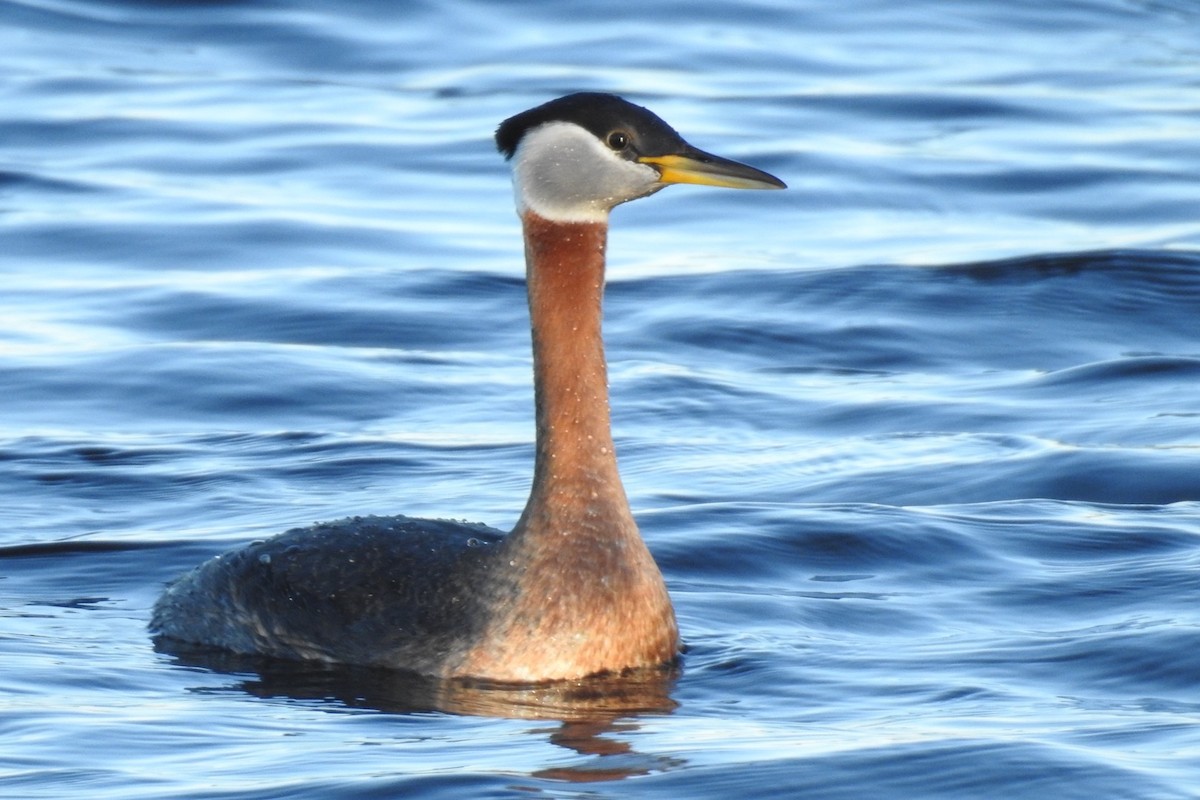 Red-necked Grebe - ML334873351