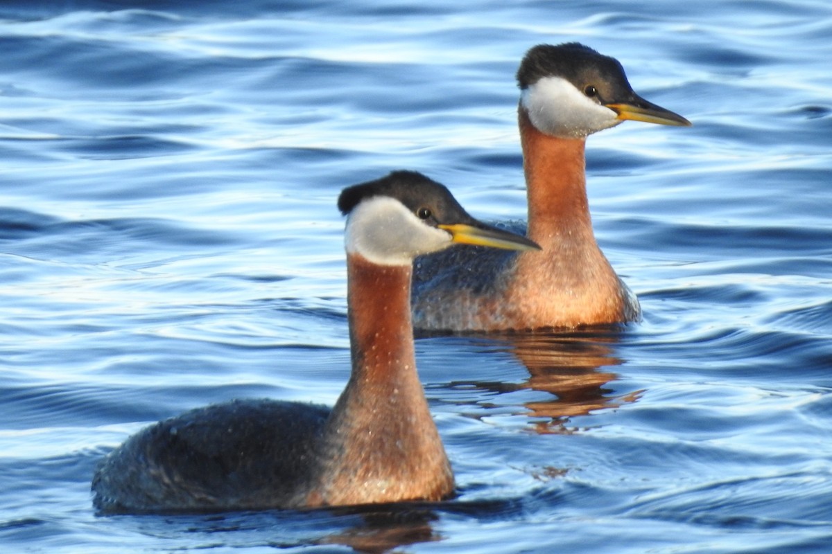 Red-necked Grebe - ML334873361