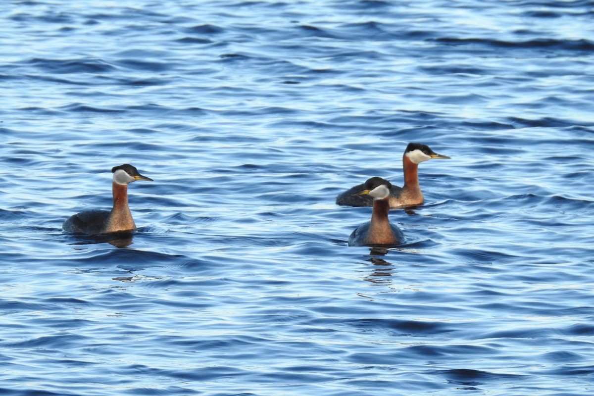 Red-necked Grebe - ML334873371