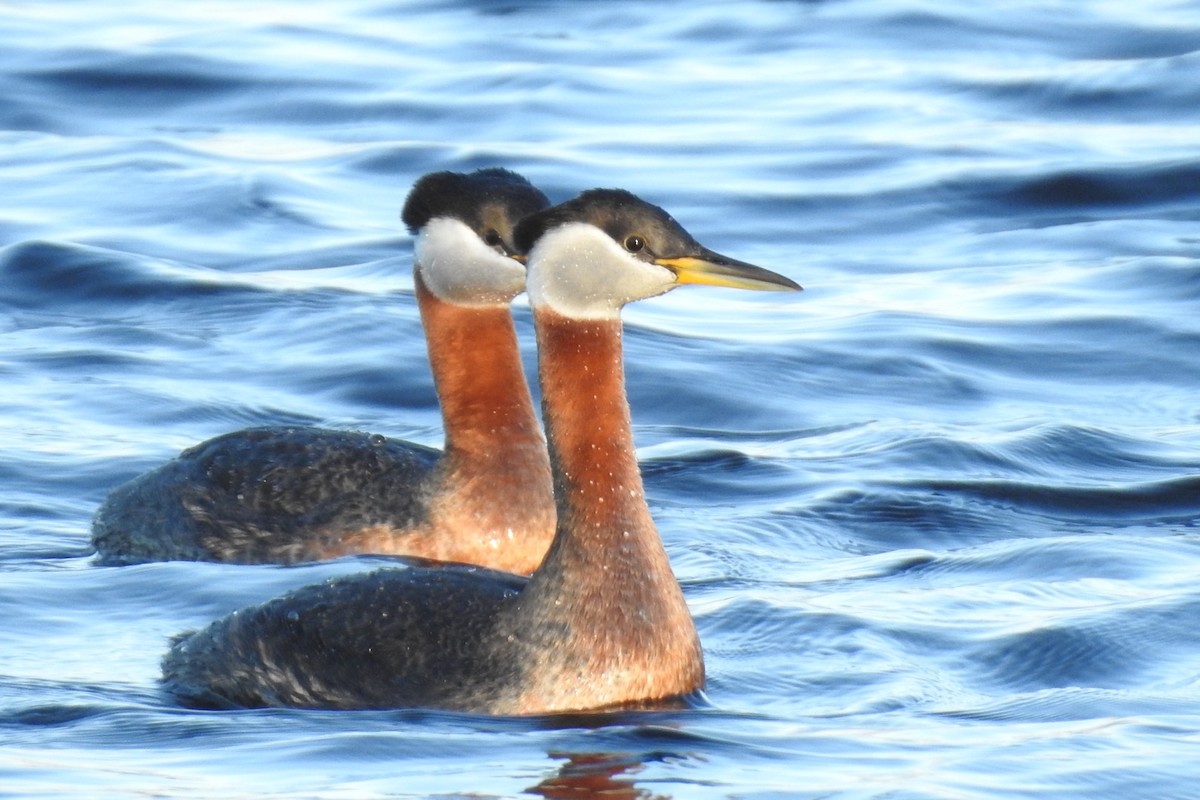 Red-necked Grebe - ML334873381