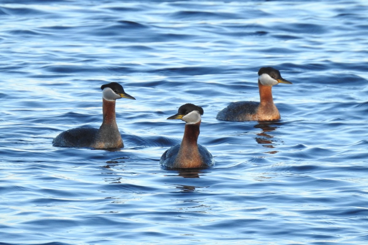 Red-necked Grebe - ML334873391