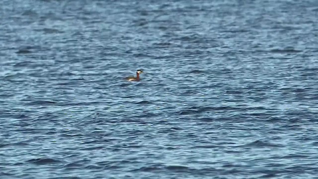 Red-necked Grebe - ML334873451