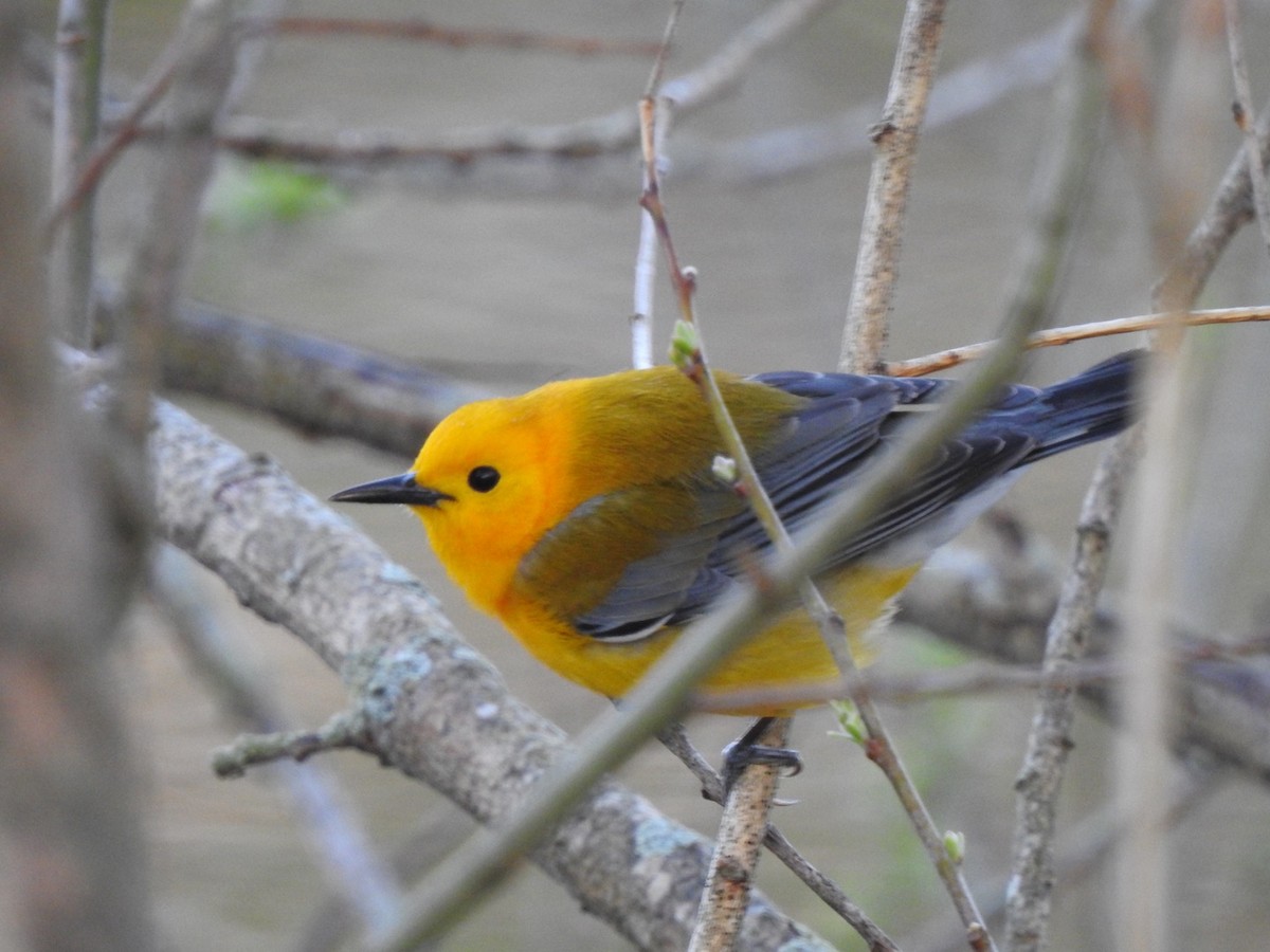 Prothonotary Warbler - ML334874491