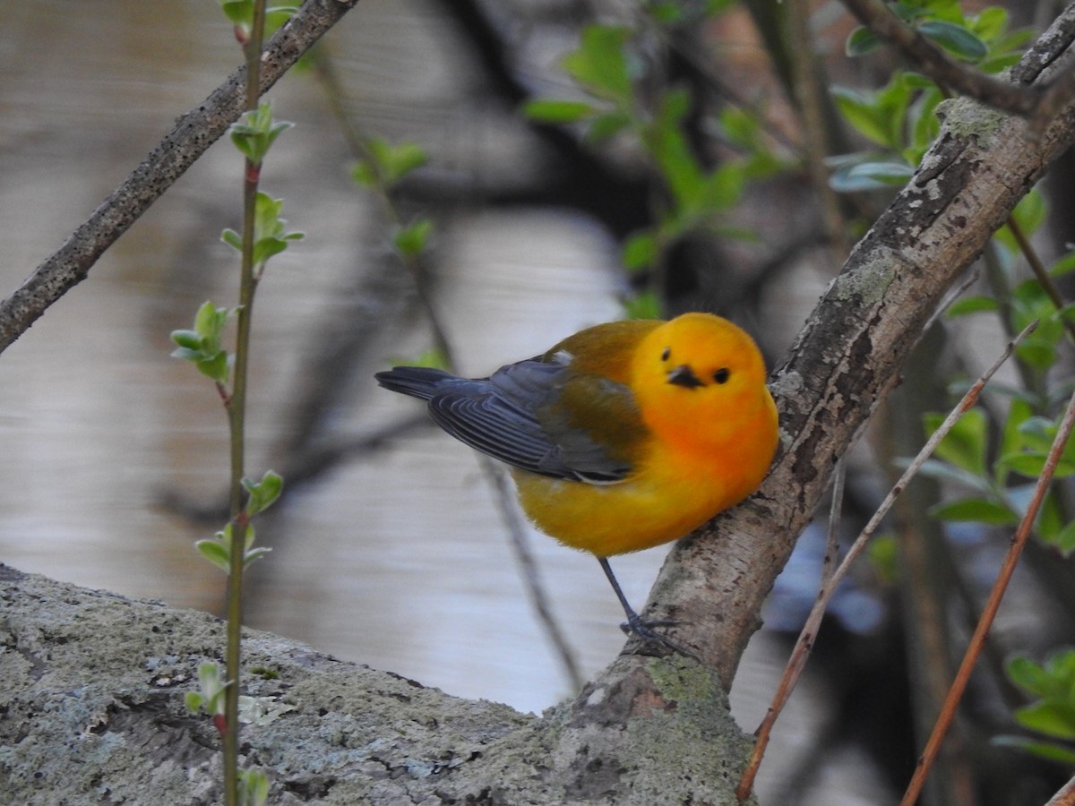 Prothonotary Warbler - ML334874611