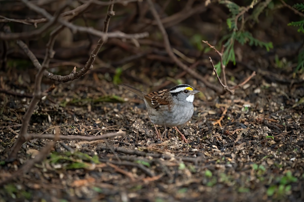 White-throated Sparrow - ML334879501