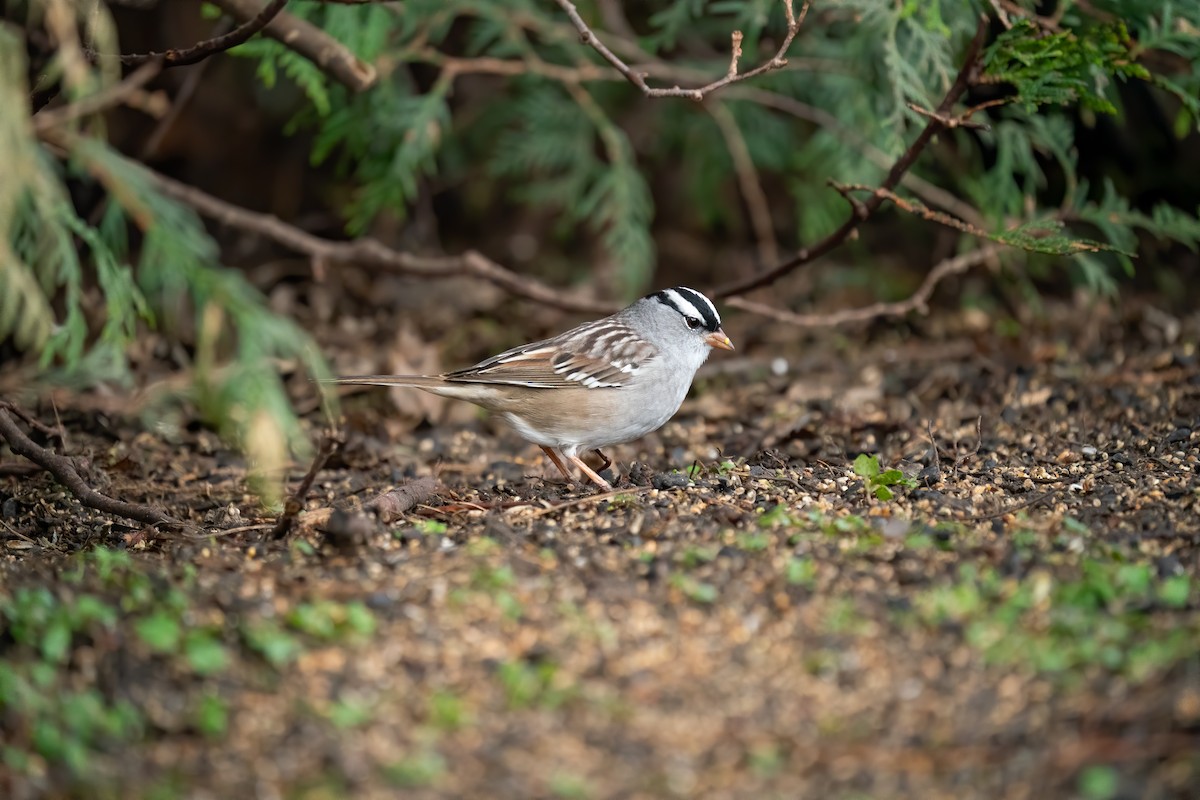 White-crowned Sparrow - ML334879531