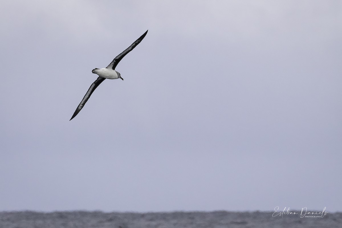 Albatros à tête grise - ML334887081