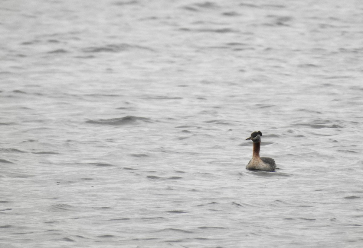 Red-necked Grebe - ML334888911
