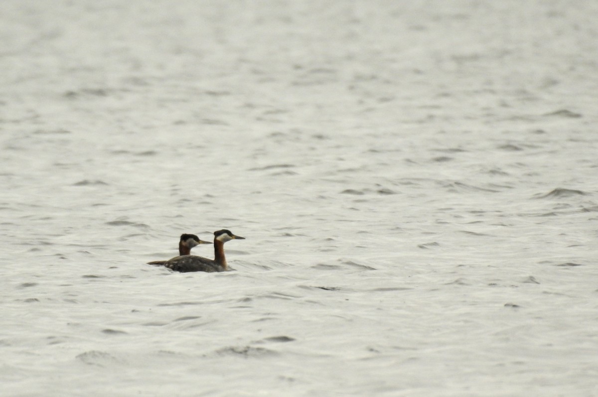 Red-necked Grebe - ML334888921