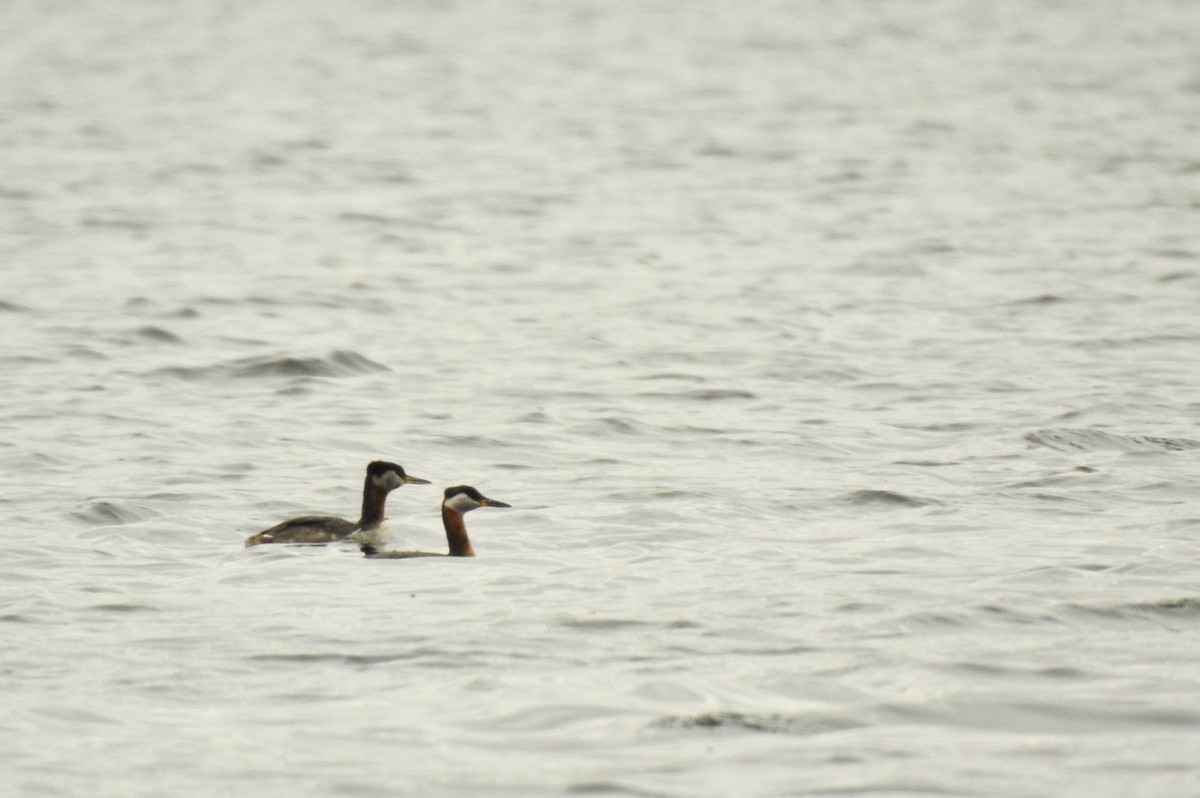 Red-necked Grebe - ML334888931