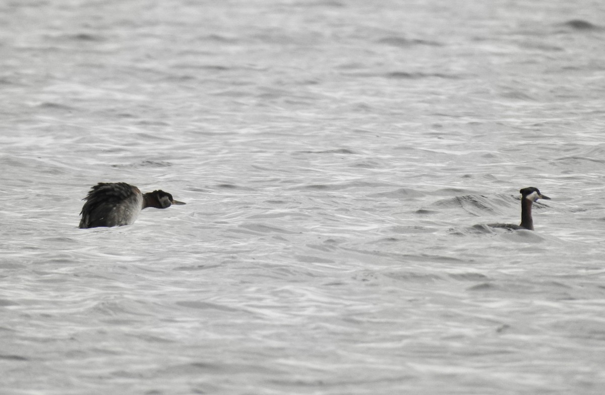 Red-necked Grebe - ML334888941