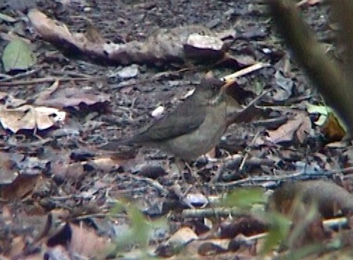 Pale-breasted Thrush - ML334889231