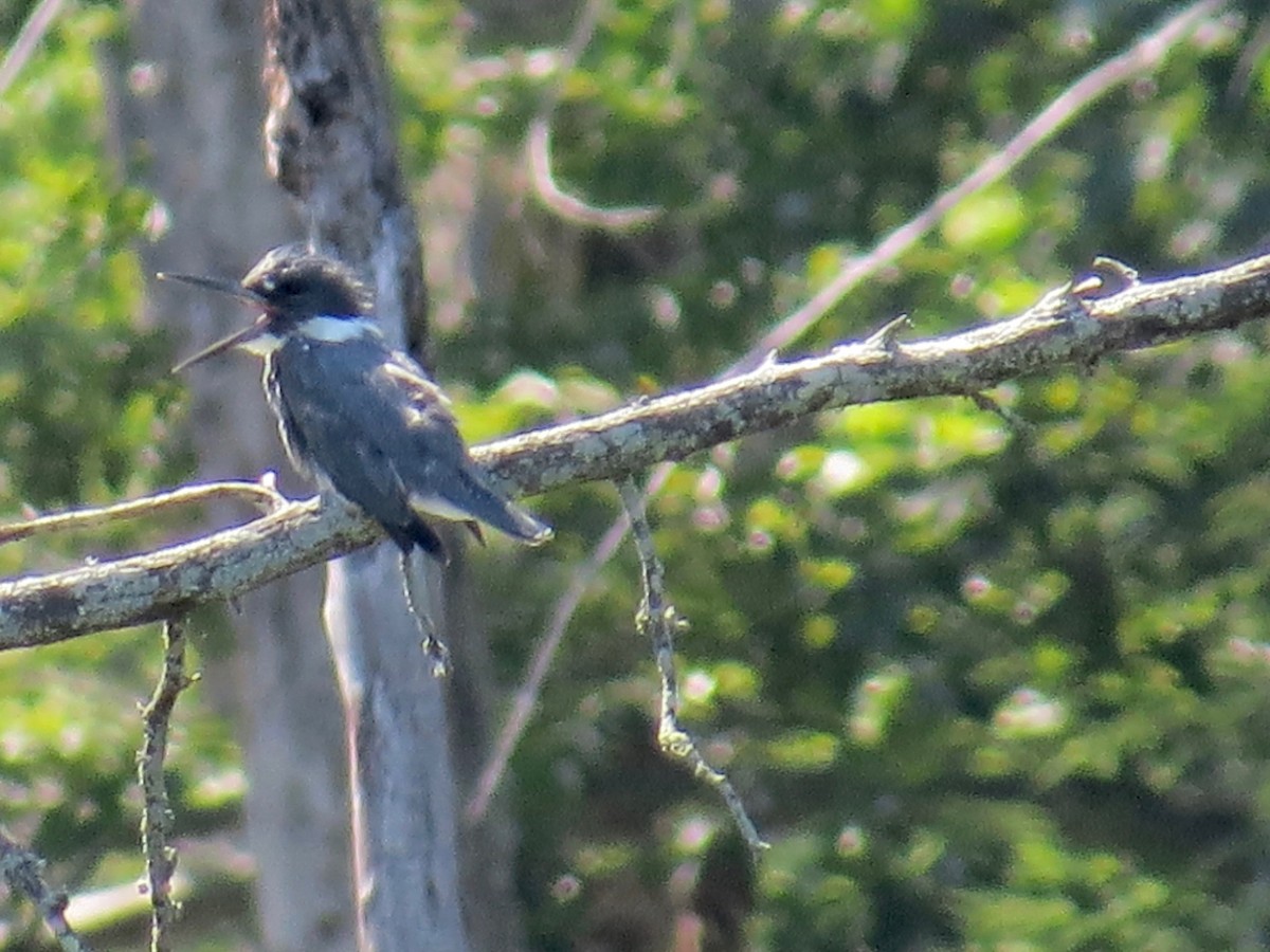 Belted Kingfisher - ML33489031