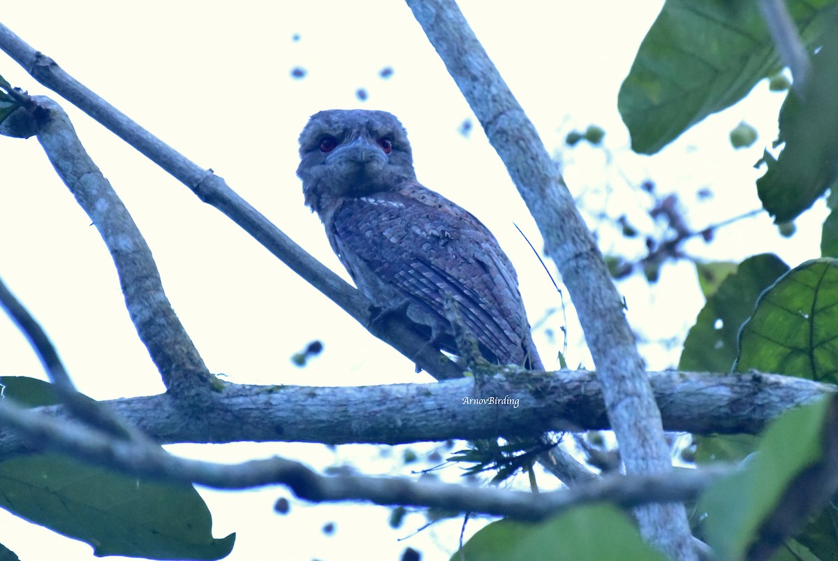 Papuan Frogmouth - ML334891681