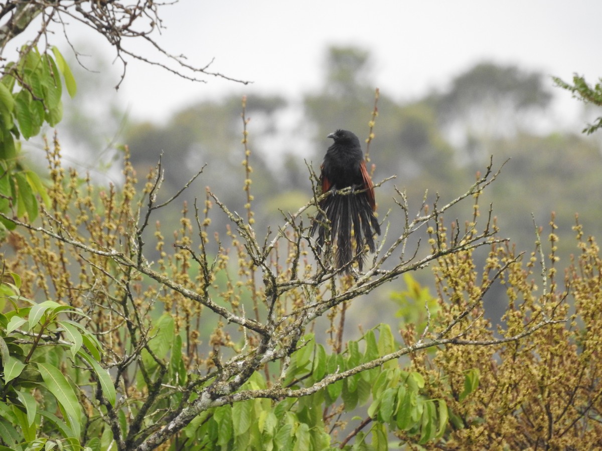 Malagasy Coucal - ML334904001