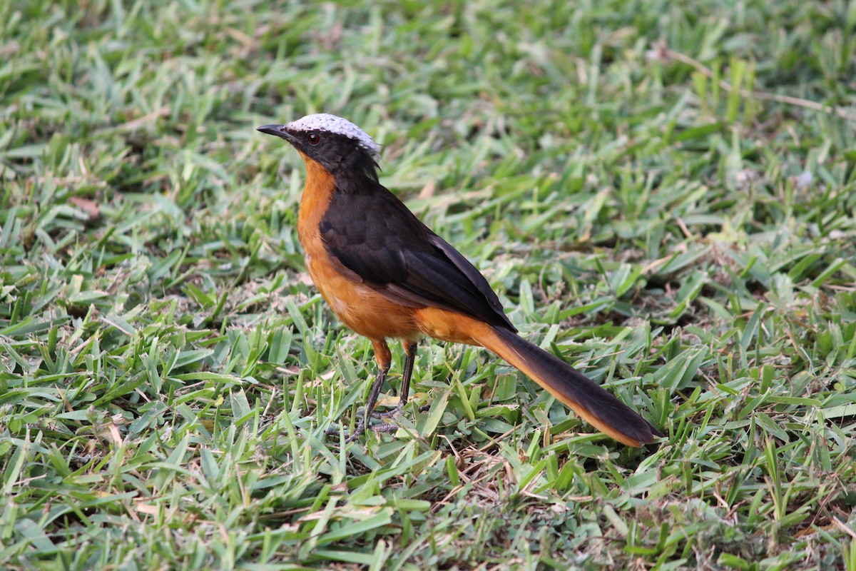 White-crowned Robin-Chat - ML33490501