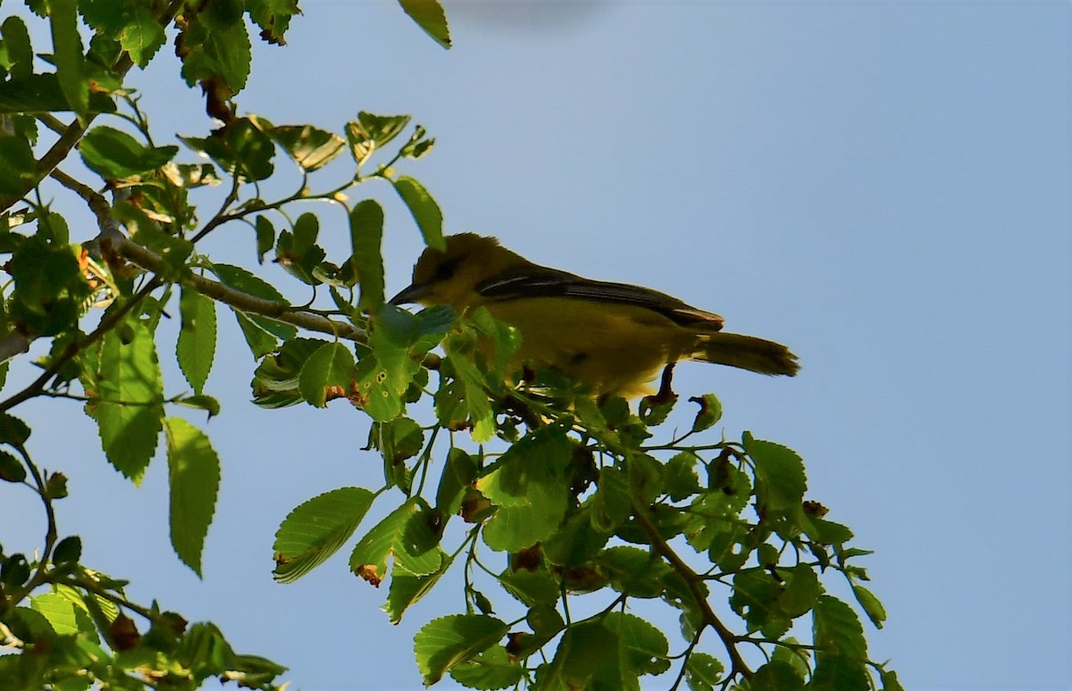 Orchard Oriole - ML334906791