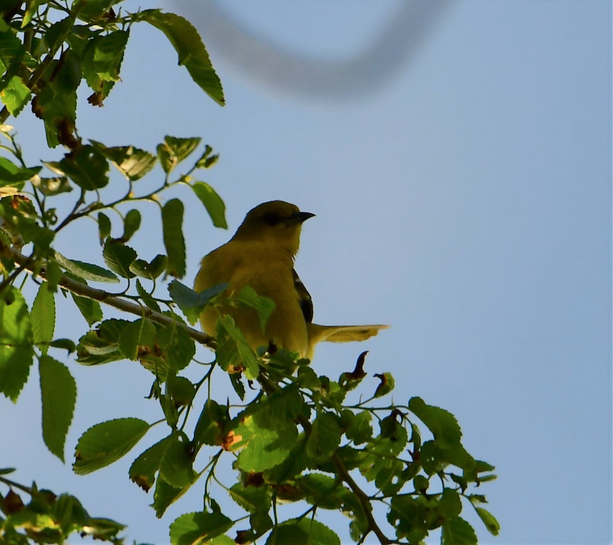 Orchard Oriole - ML334906801
