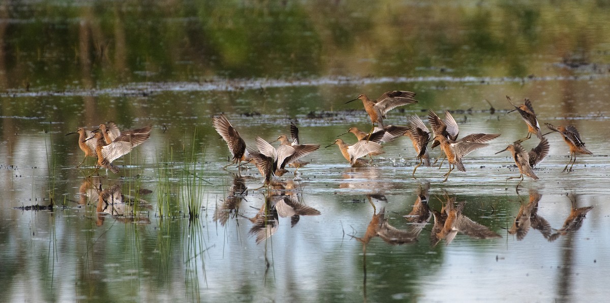 Long-billed Dowitcher - ML334907451