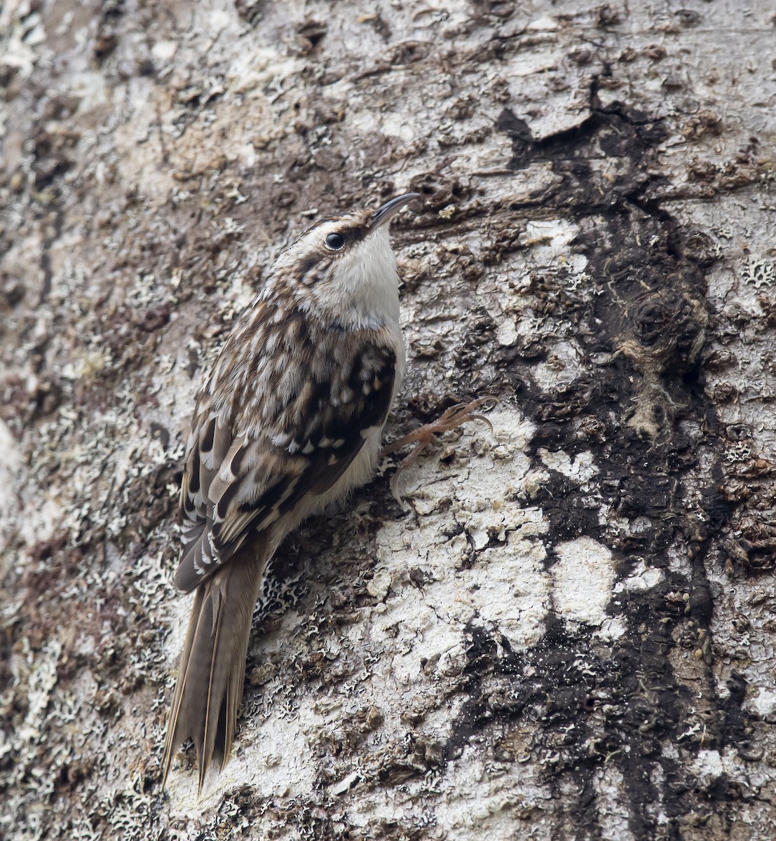 Brown Creeper - Ronnie d'Entremont