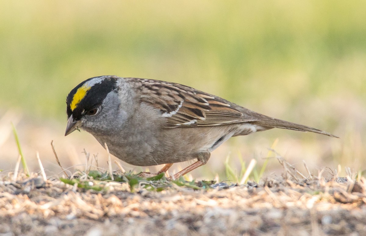Golden-crowned Sparrow - Jesse Kolar