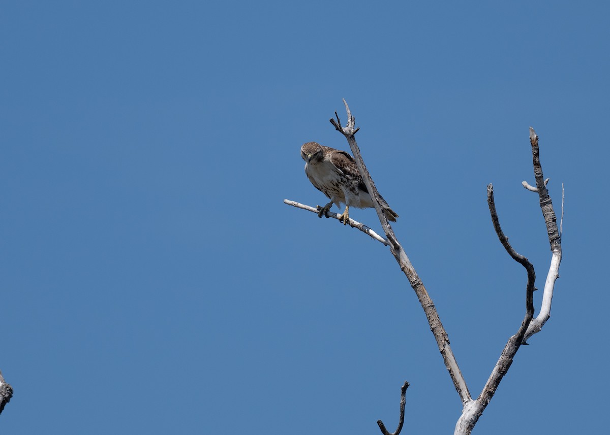 Red-tailed Hawk - ML334912461