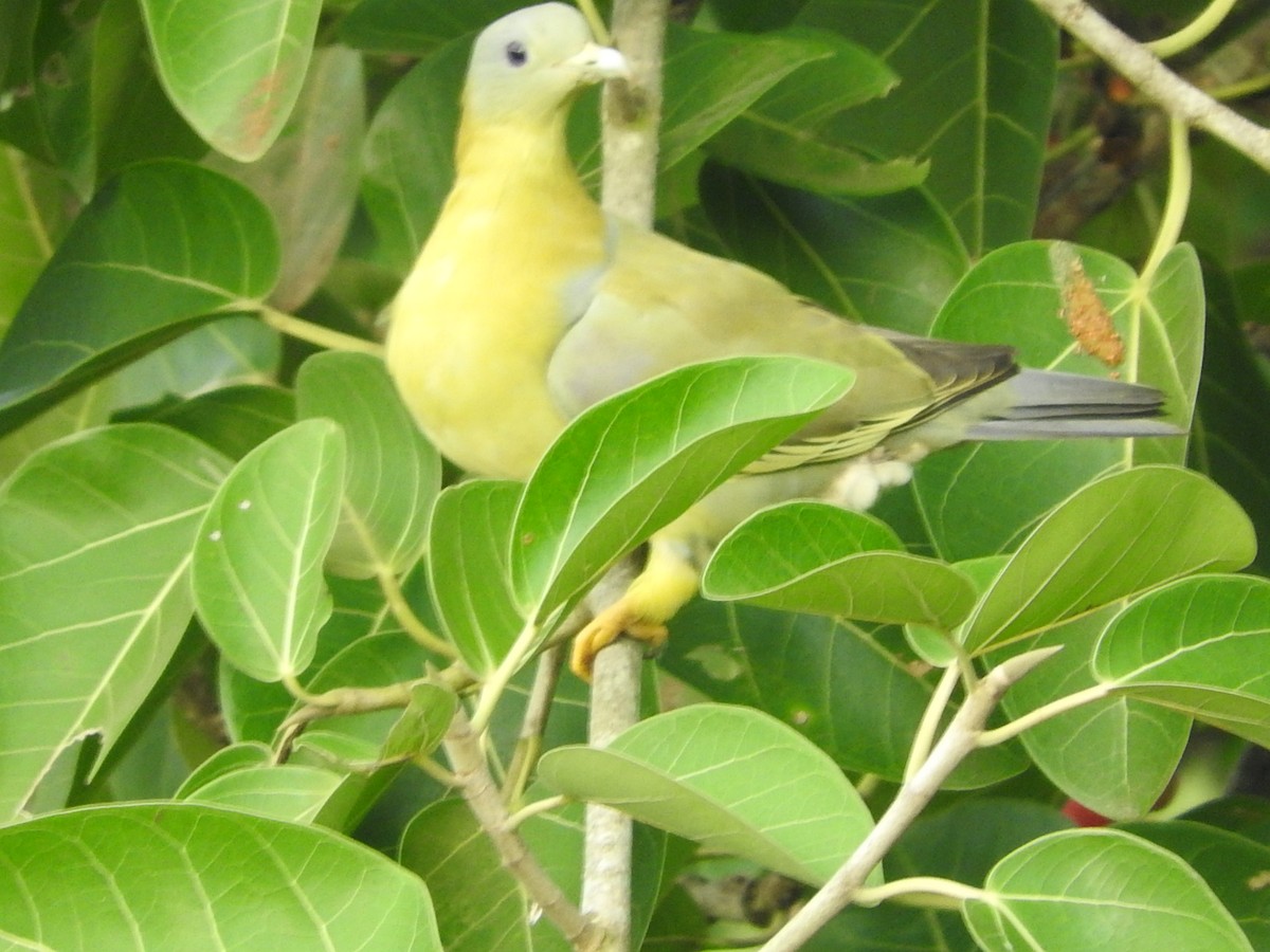 Yellow-footed Green-Pigeon - namassivayan lakshmanan