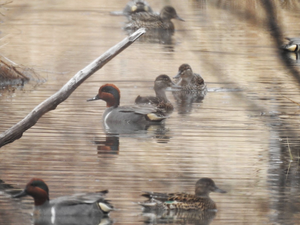 Green-winged Teal - Marie-Eve Gauthier