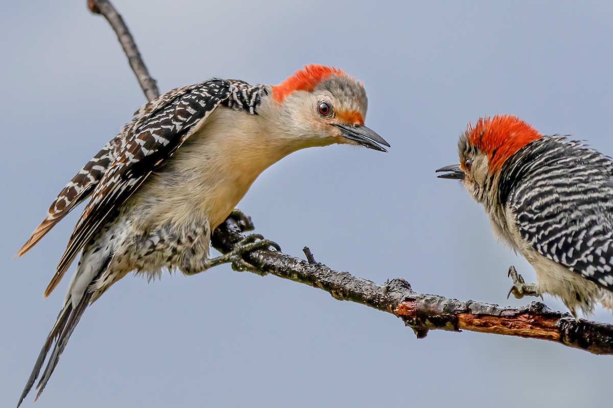 Red-bellied Woodpecker - ML334914651