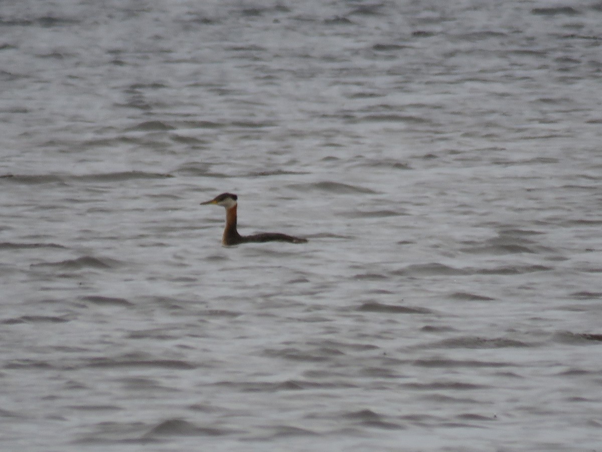 Red-necked Grebe - ML33491811