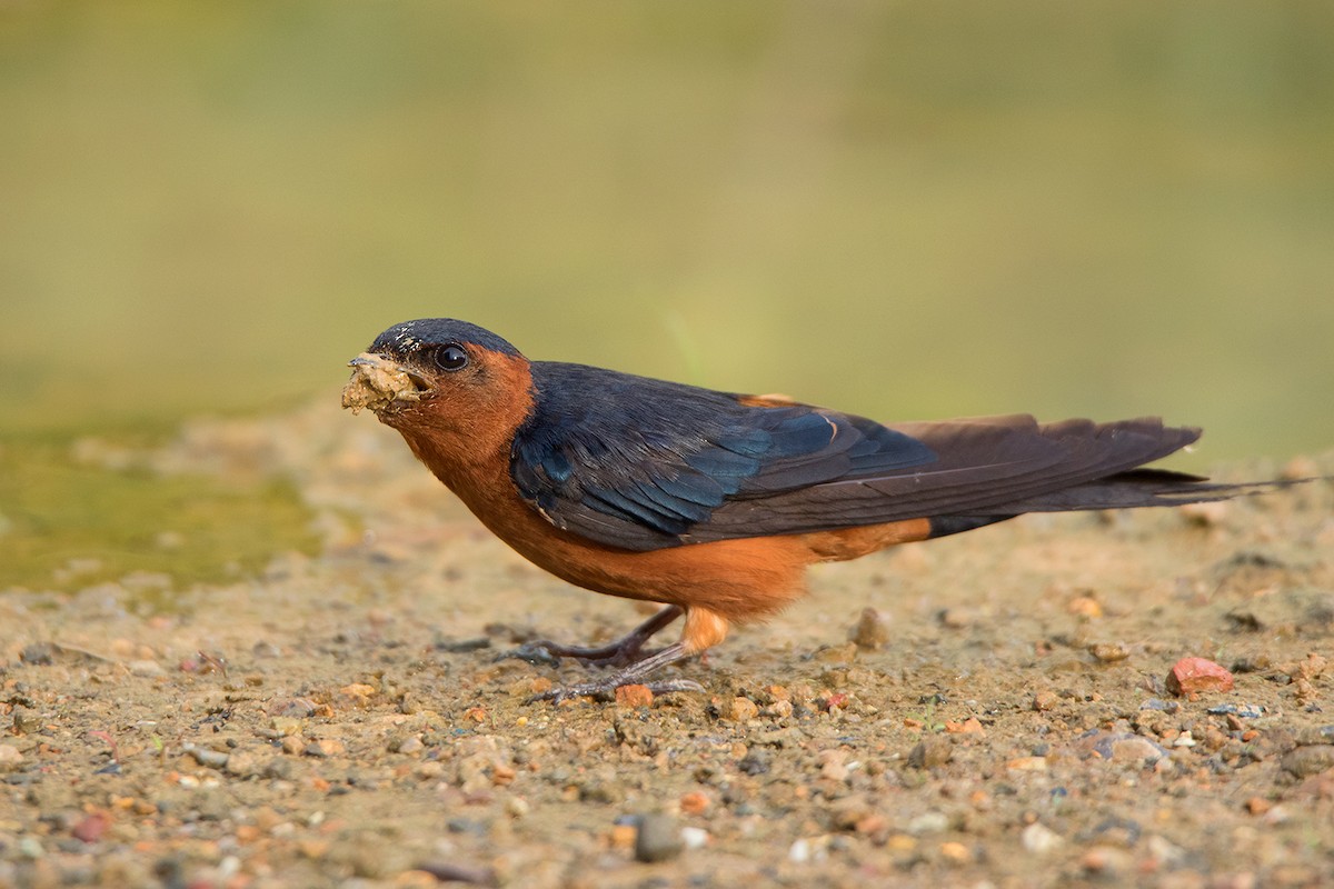 Rufous-bellied Swallow - ML334920721