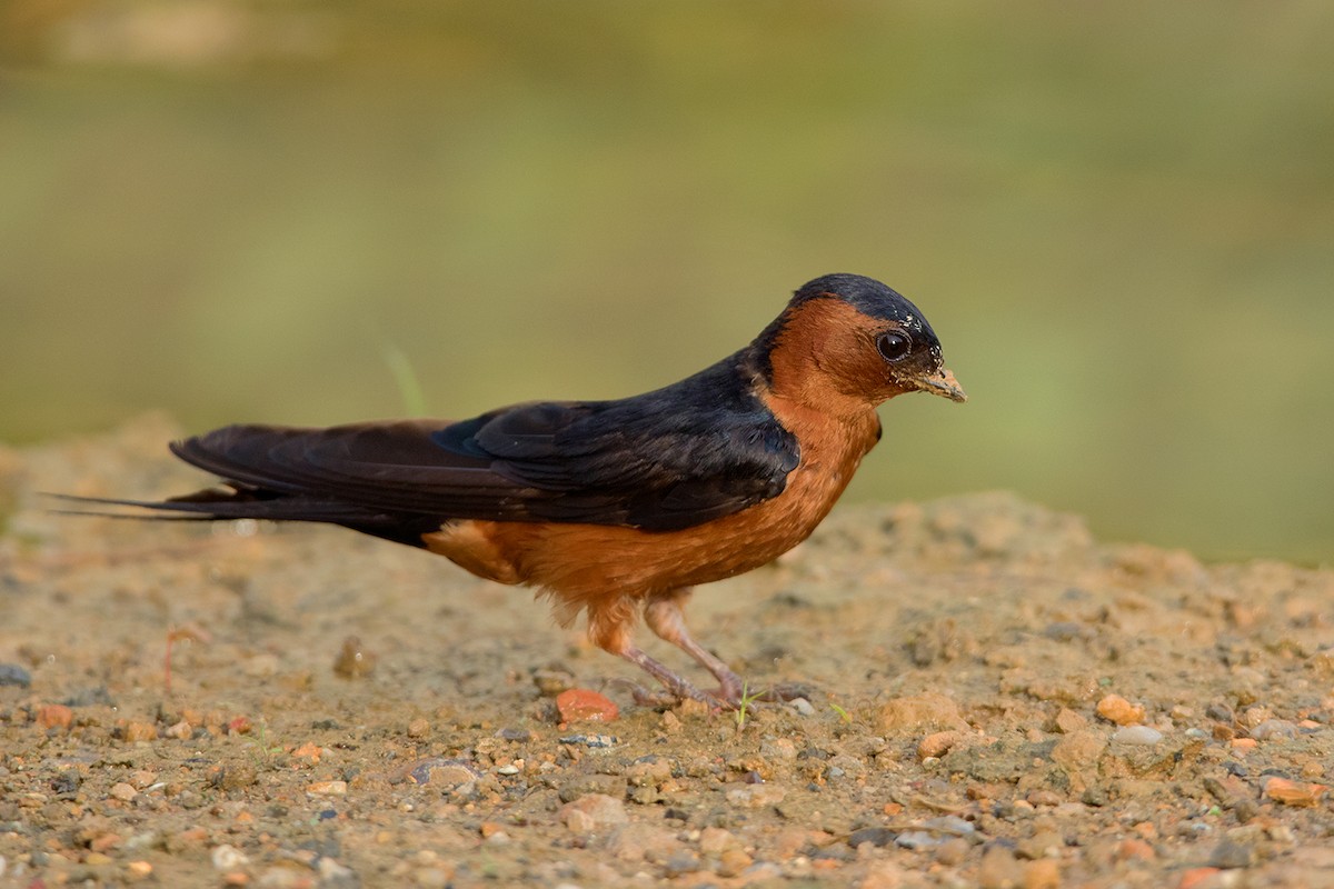 Rufous-bellied Swallow - Ayuwat Jearwattanakanok