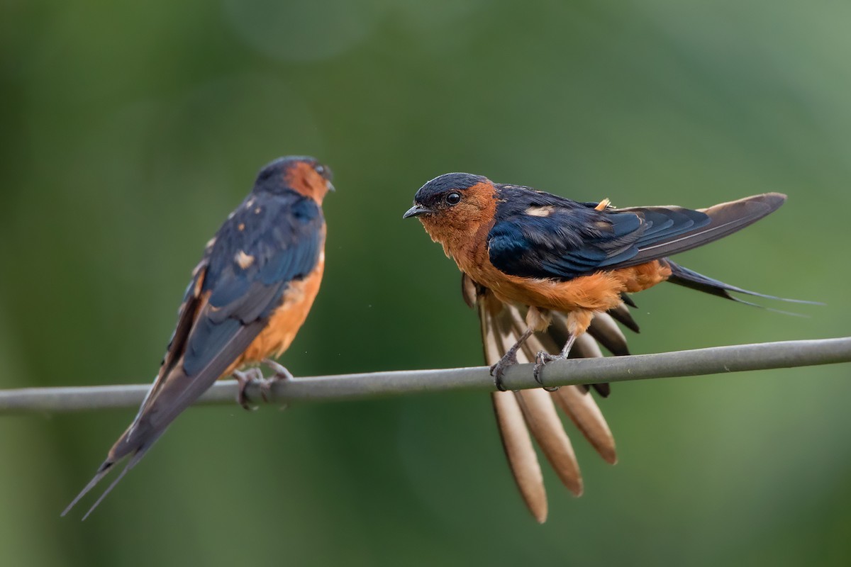 Rufous-bellied Swallow - Ayuwat Jearwattanakanok