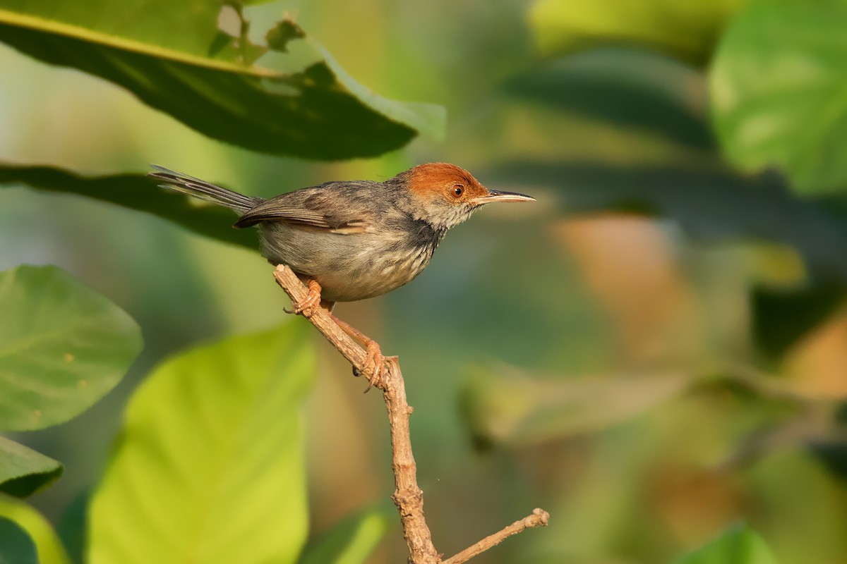 Cambodian Tailorbird - ML334921591
