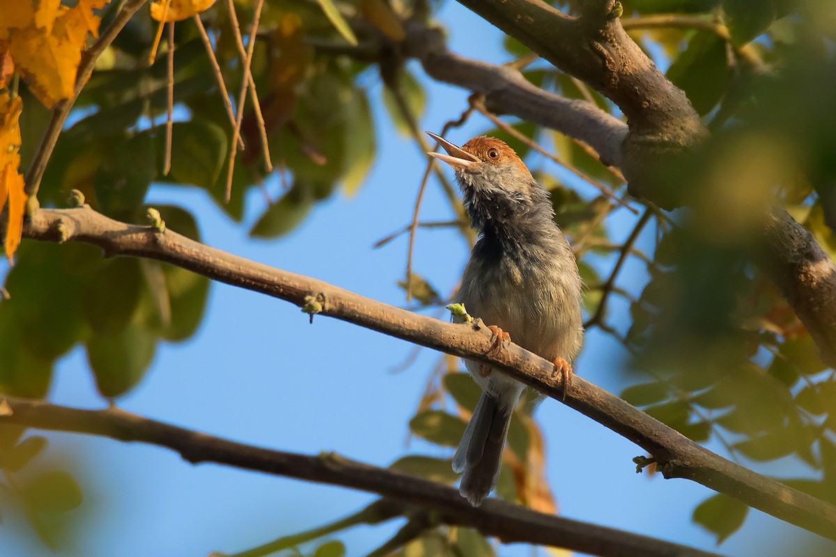 Cambodian Tailorbird - ML334921691