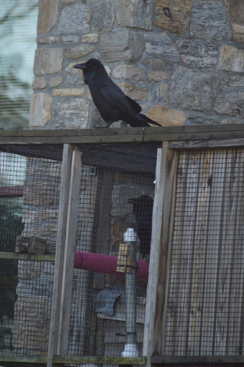 Common Raven - April Alix