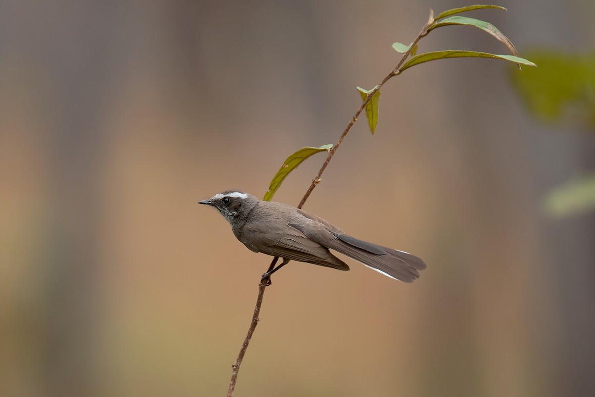 White-browed Fantail - ML334924001