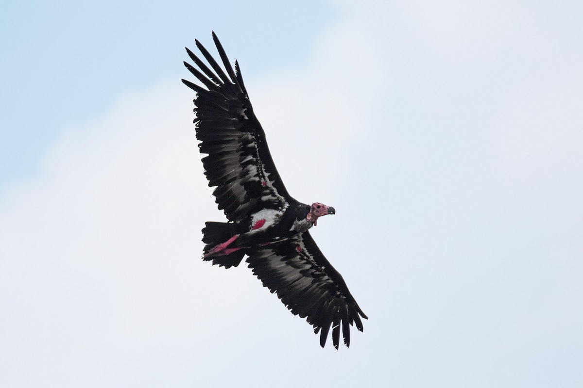 ml334924981-red-headed-vulture-macaulay-library