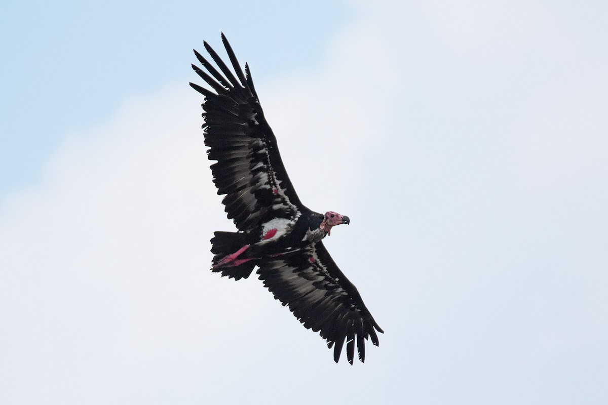 Red-headed Vulture - Ayuwat Jearwattanakanok