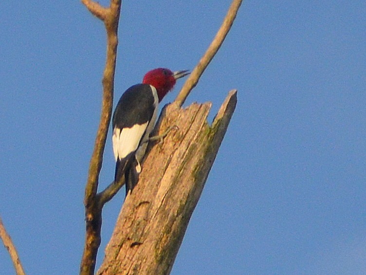 Red-headed Woodpecker - Ronnie Clark