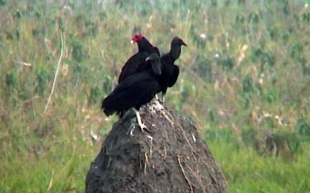 Turkey Vulture (Tropical) - ML334928331