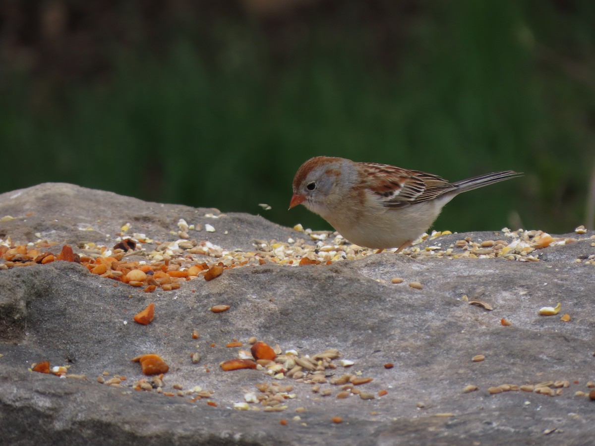 Field Sparrow - ML334928771
