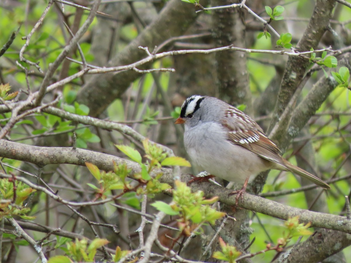 White-crowned Sparrow - Jennifer Bordeleau